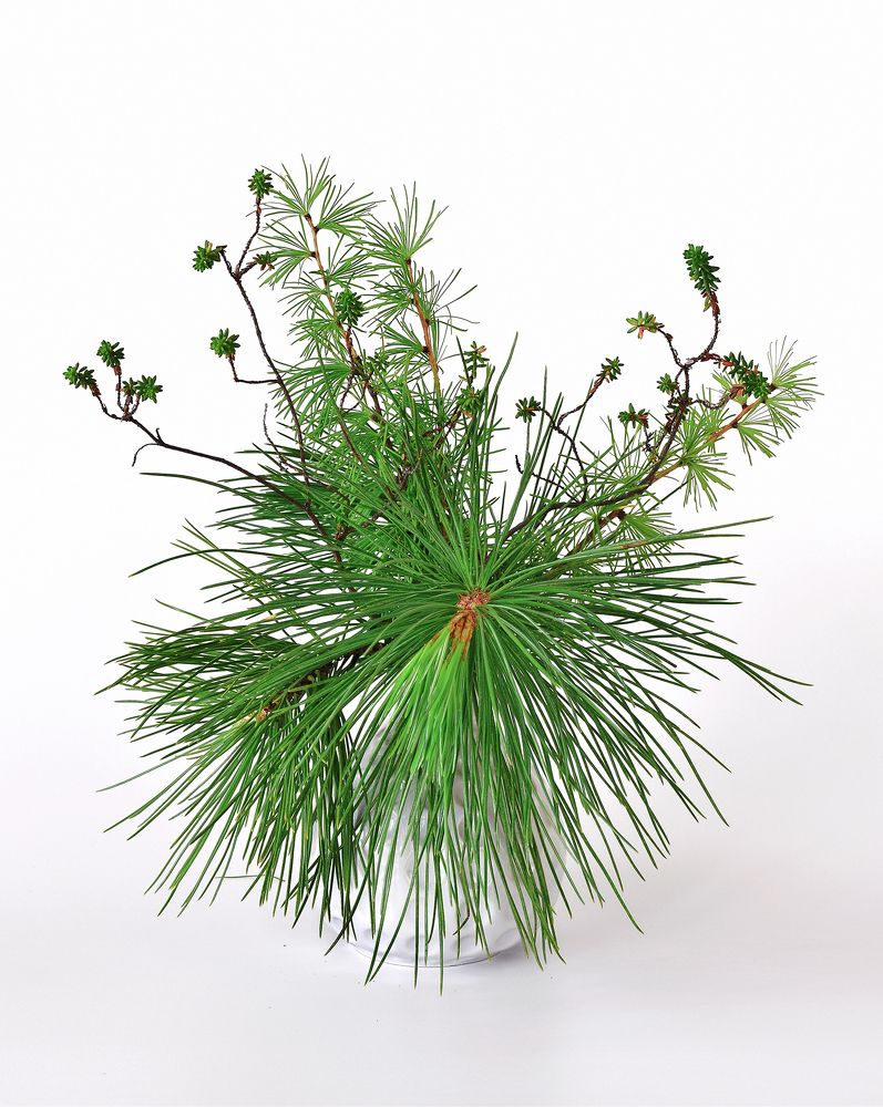 Зеленый натюрморт