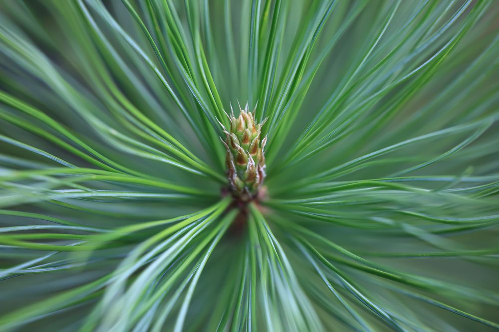 Колючая нежность