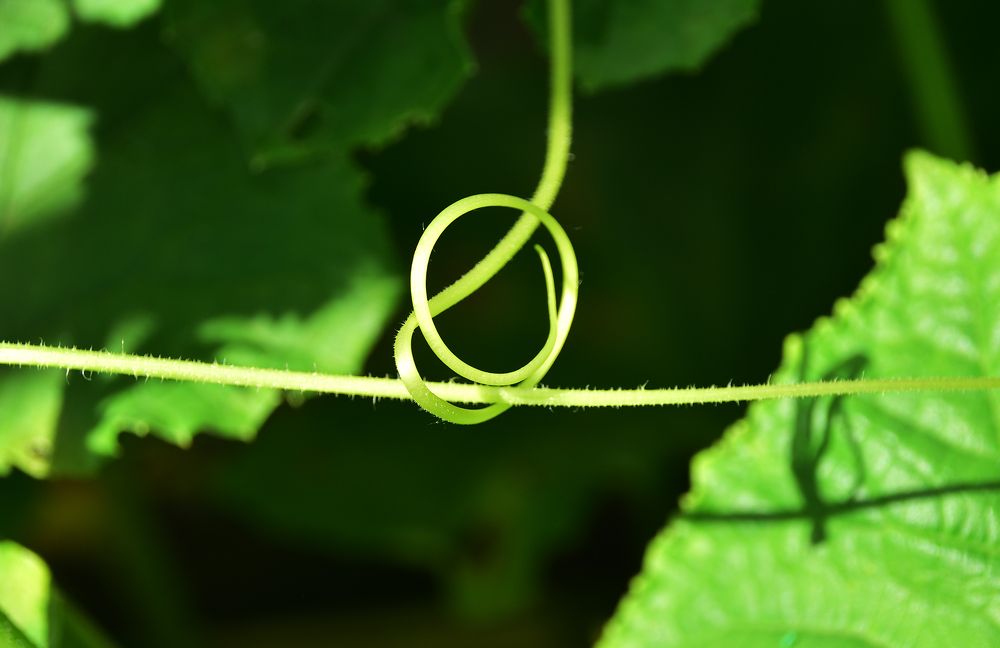 Мягкая поддержка