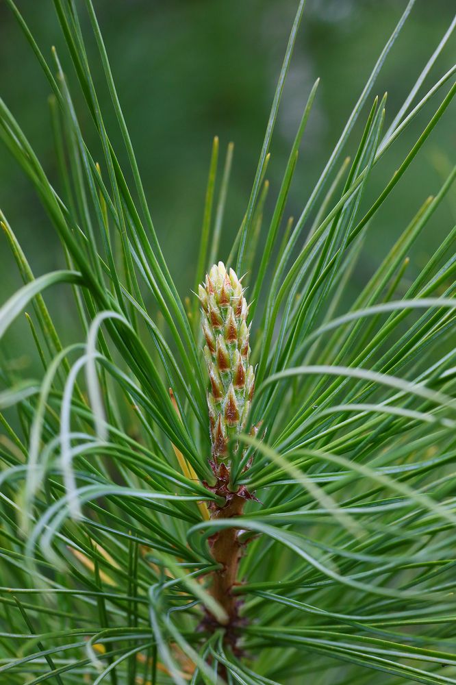 Танец хвоинок