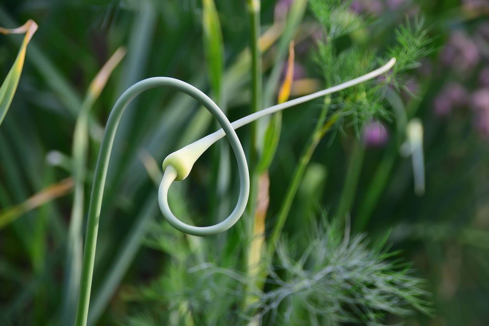 Спираль жизни