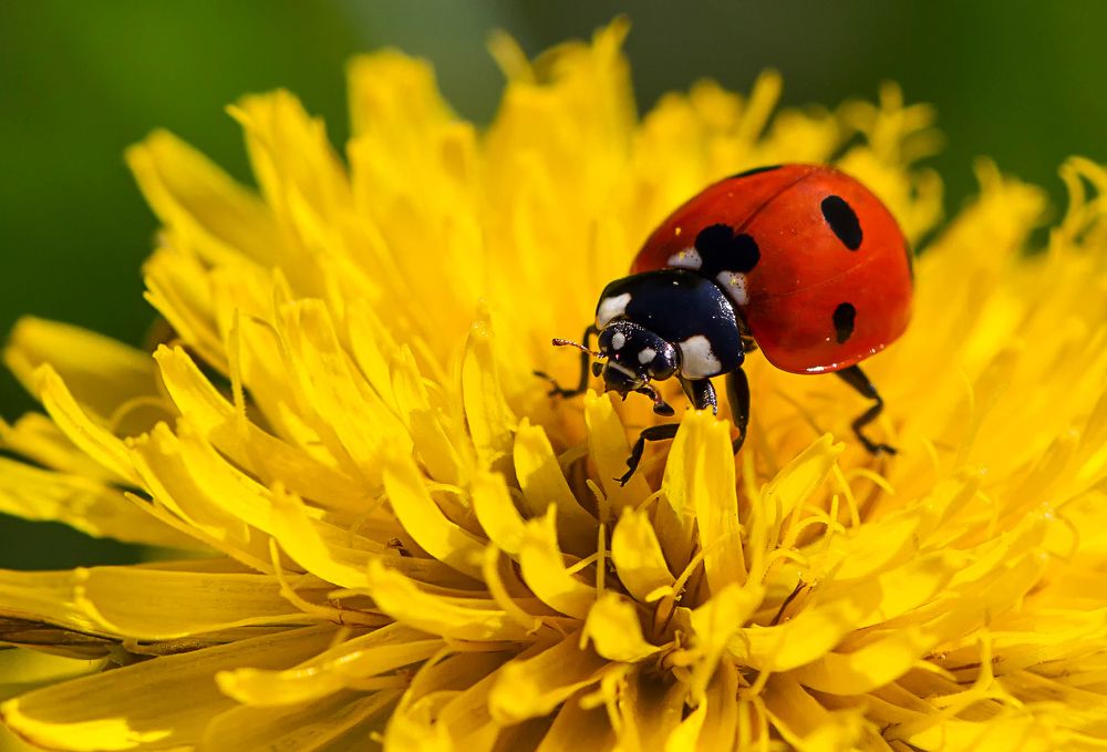 Фотография автора Andrey Pristyazhnyuk