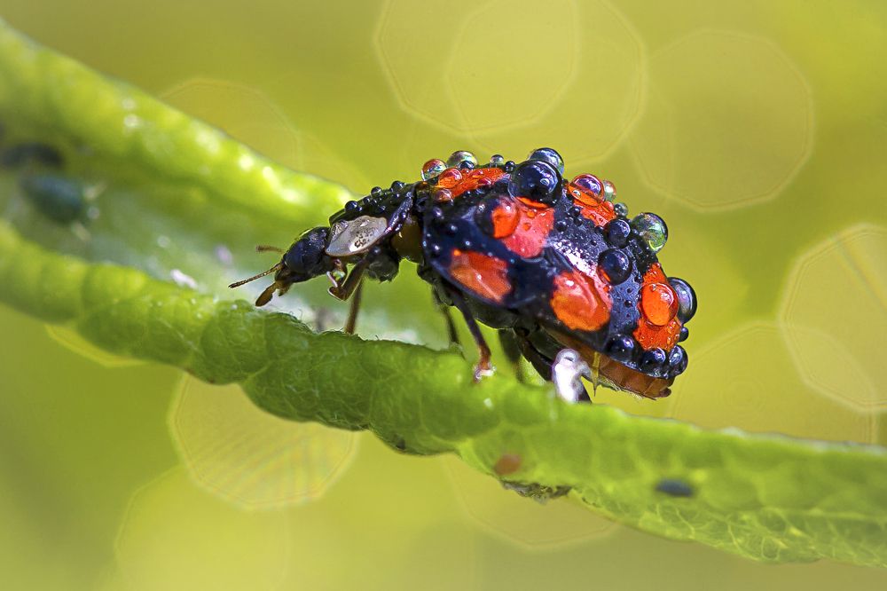 Photograph by Andrey Pristyazhnyuk