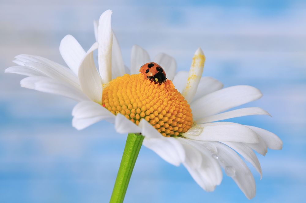 Здравствуй, утро!