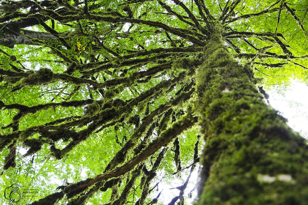 Фотография автора Mahshad Razavi