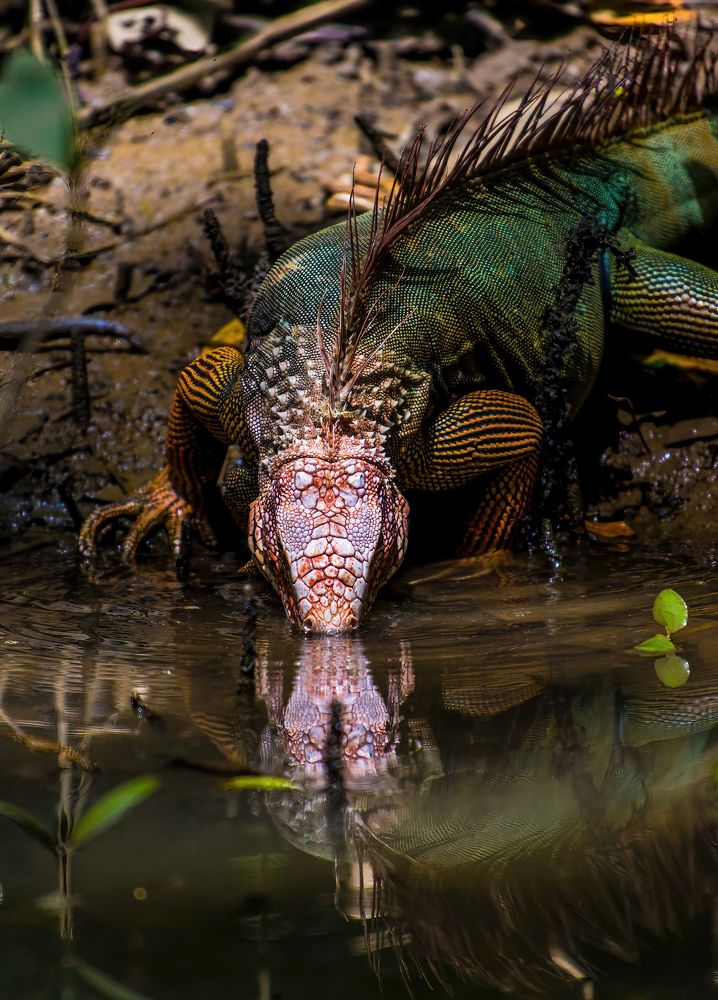 Reflection (Quepos Marsh, Costarica)