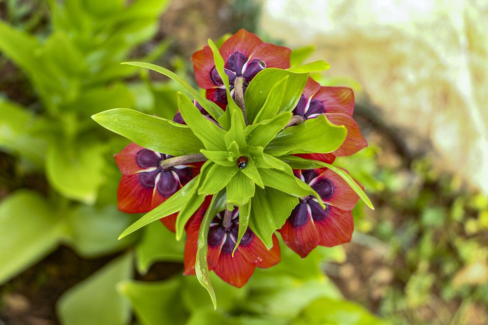 Фотография автора Mahshad Razavi