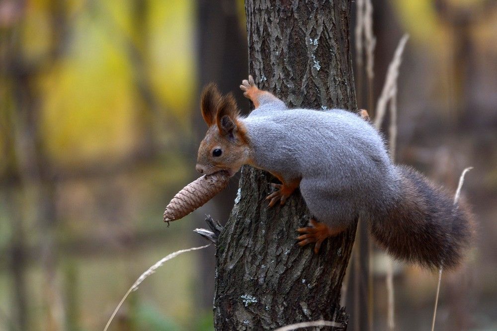 Запас на зиму.