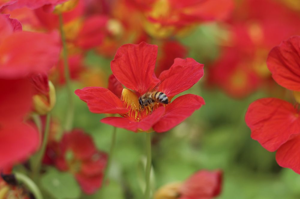 Фотография автора Mahshad Razavi