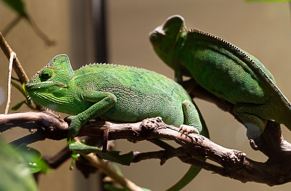 Photograph by Екатерина Першина