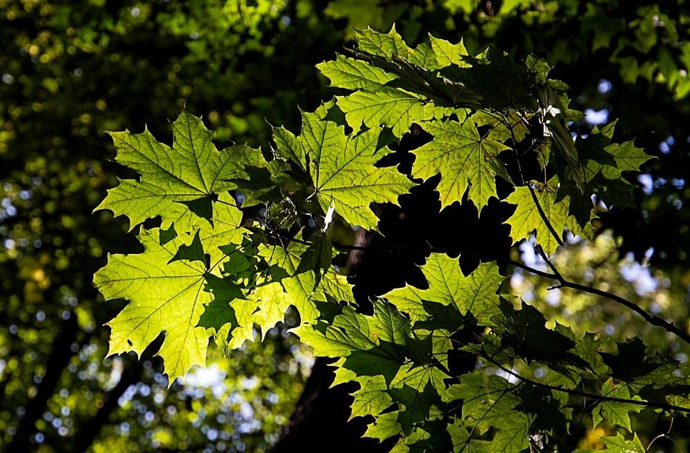 Photograph by Екатерина Першина