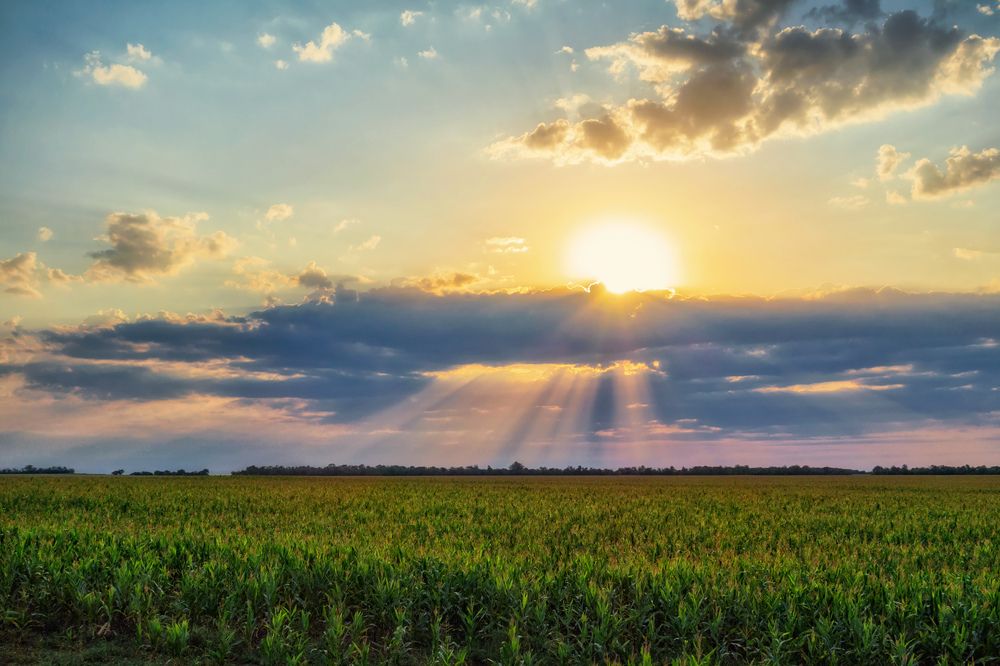 Утро в поле
