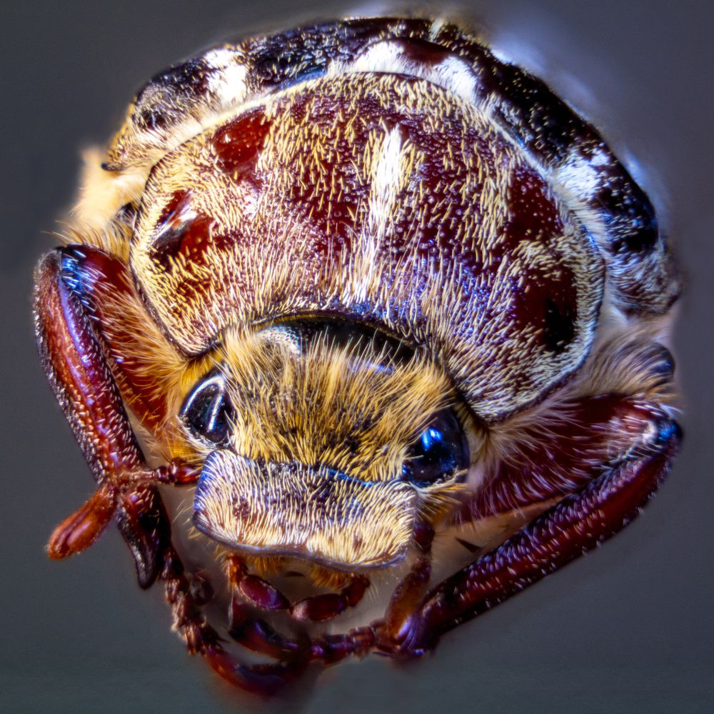 Хрущ майский