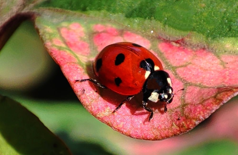 Photograph by Татьяна Рябова