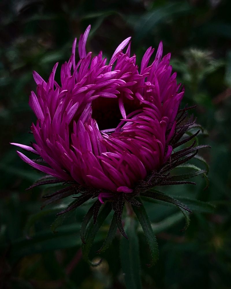 Photograph by Halina Mitsevich