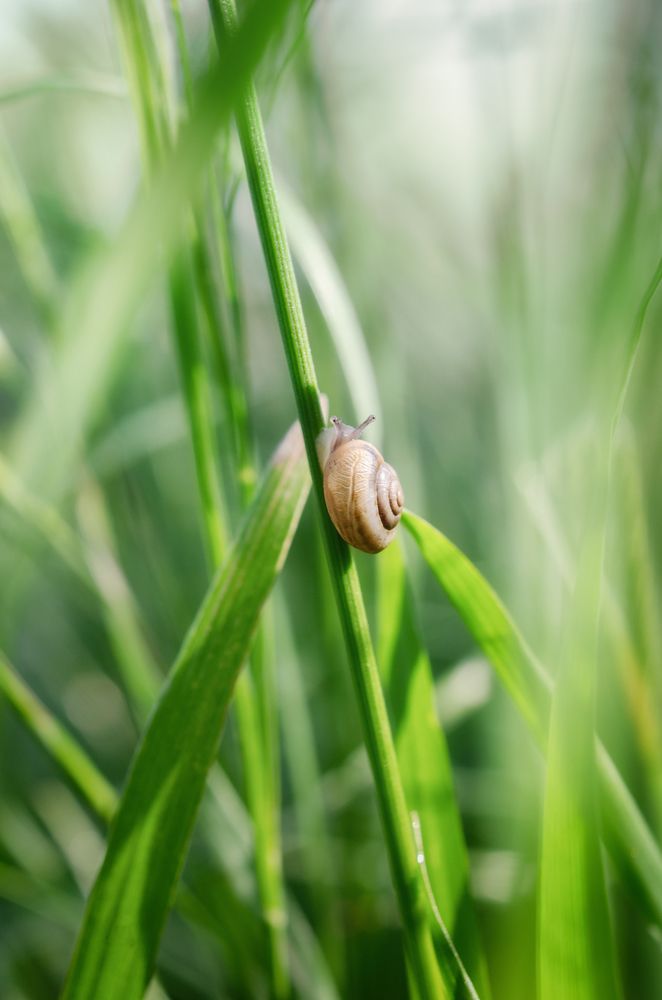 Зеленый мир