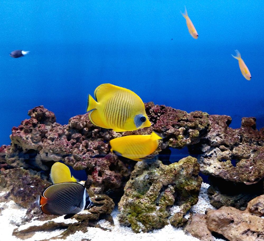 Фотография автора Natali