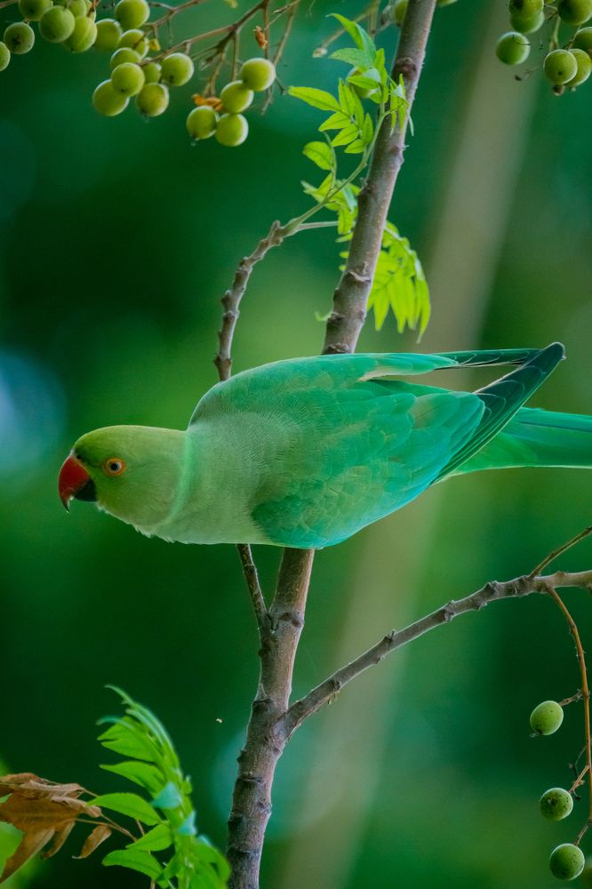 Photograph by Nitin Sidhpura