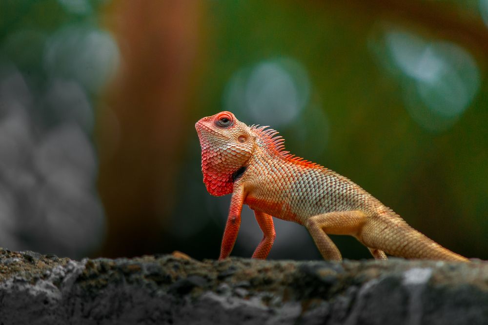 Photograph by Nitin Sidhpura