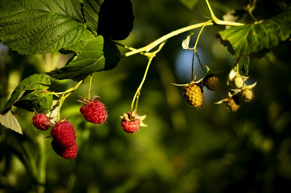 Photograph by Ольга Слотвинская