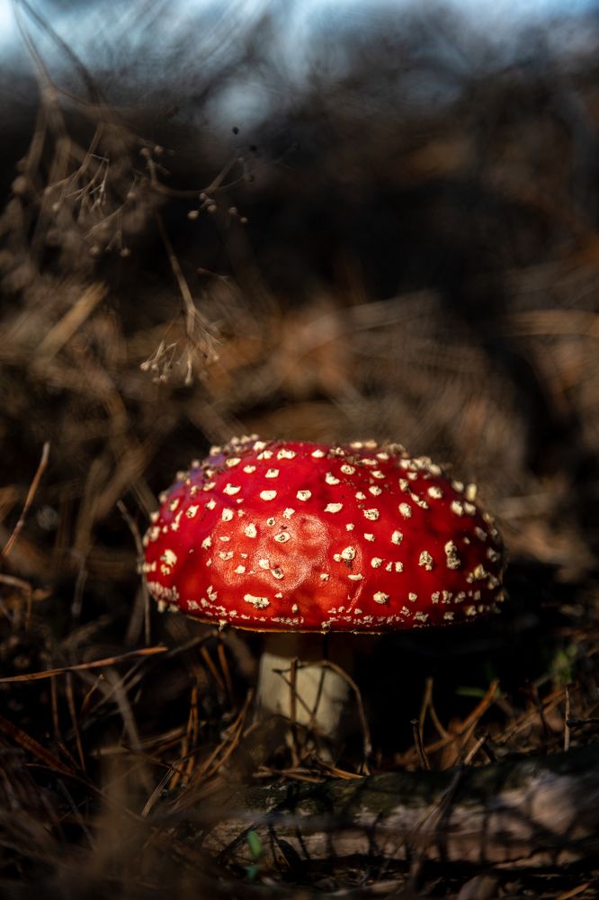 Photograph by Эльвира Грызлова