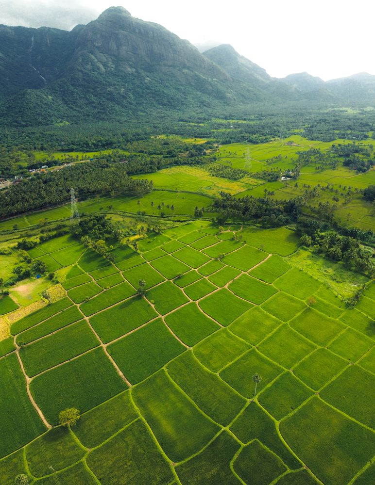 Paddy fields