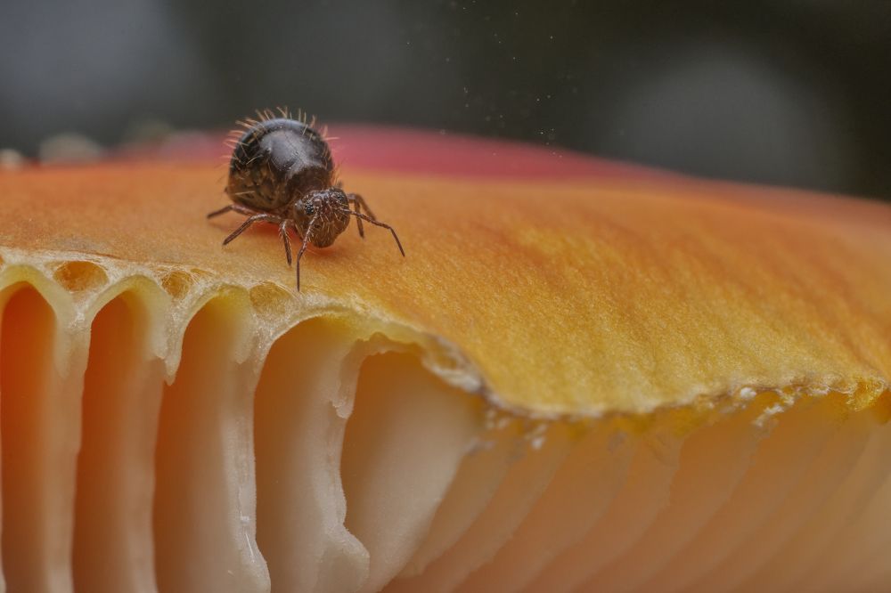 Фотография автора Eimar Kull