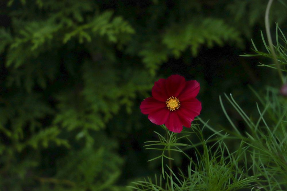 Photograph by Jelena Dzene