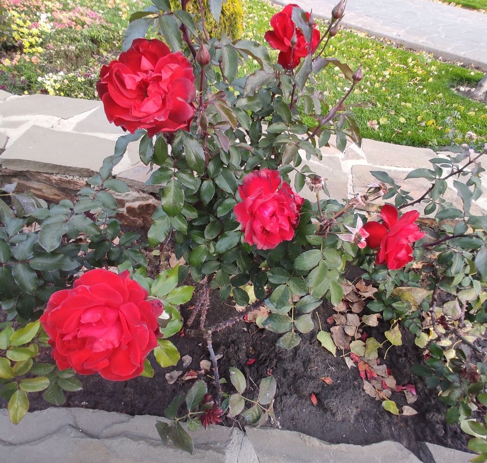 Крестные розы