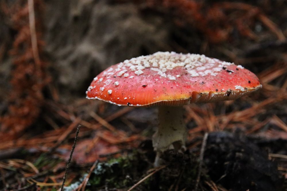 Photograph by Юрий Чистяков