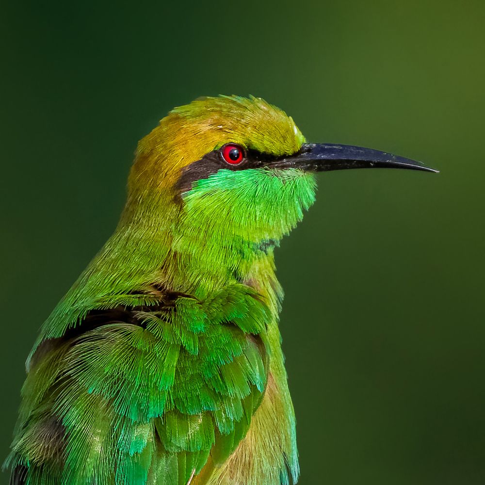 A VIRESCENT PORTRAIT