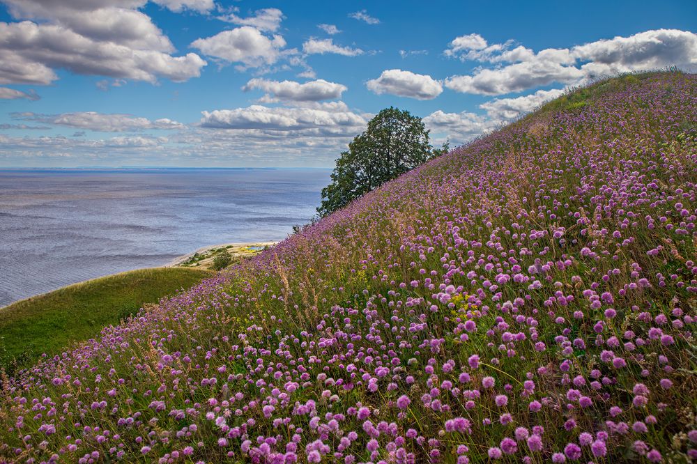 Дикий чеснок.