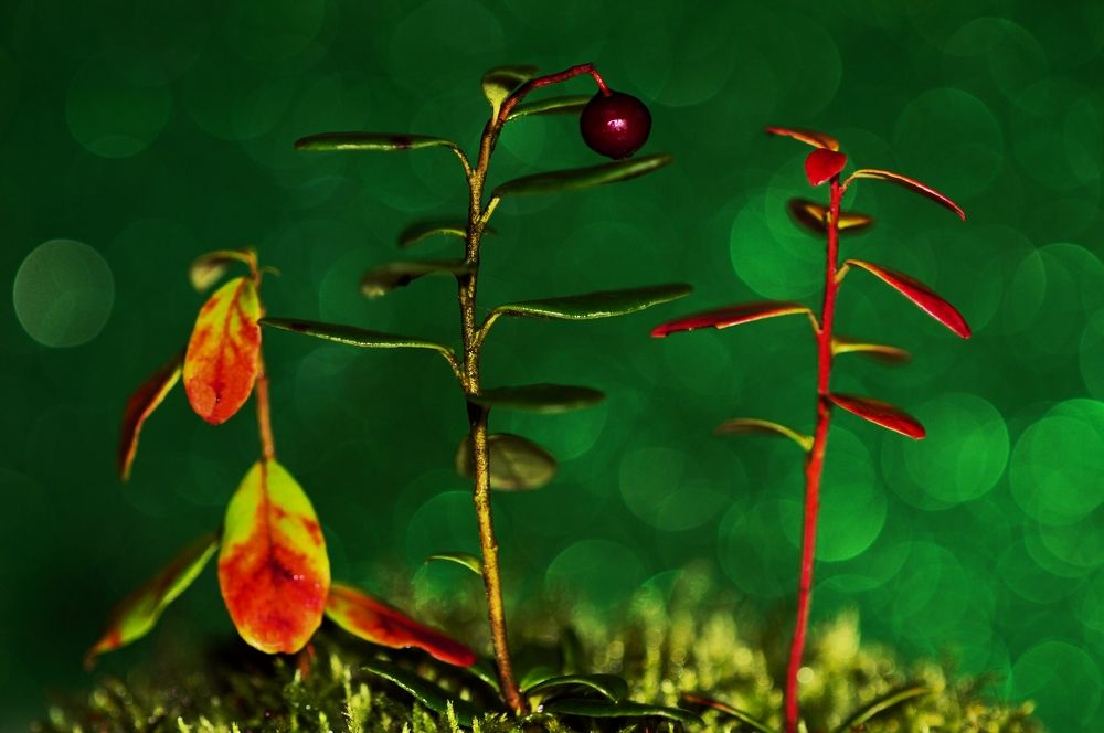 Брусника в красках осени