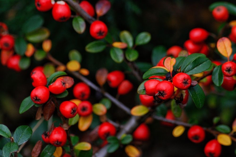 Photograph by Сергей Симаков