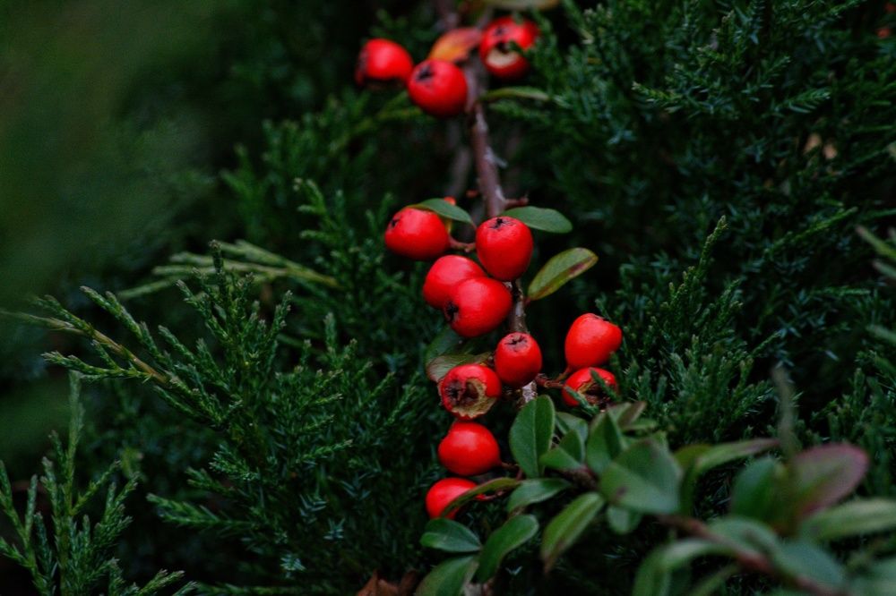 Photograph by Сергей Симаков