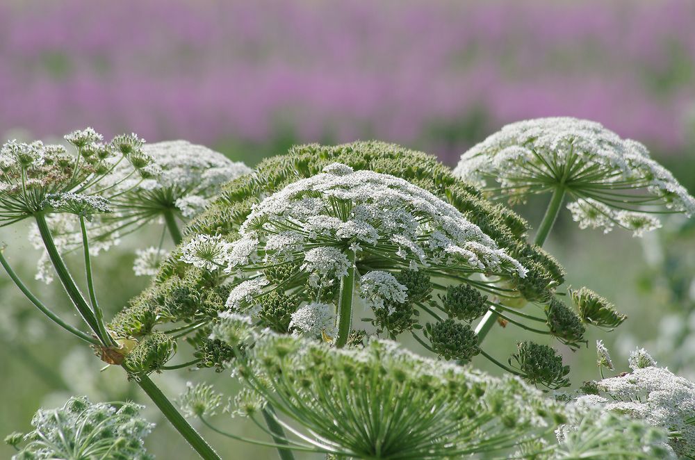 Photograph by Ionika Mink