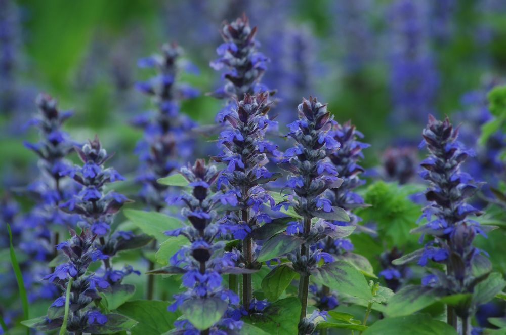 Photograph by Ionika Mink