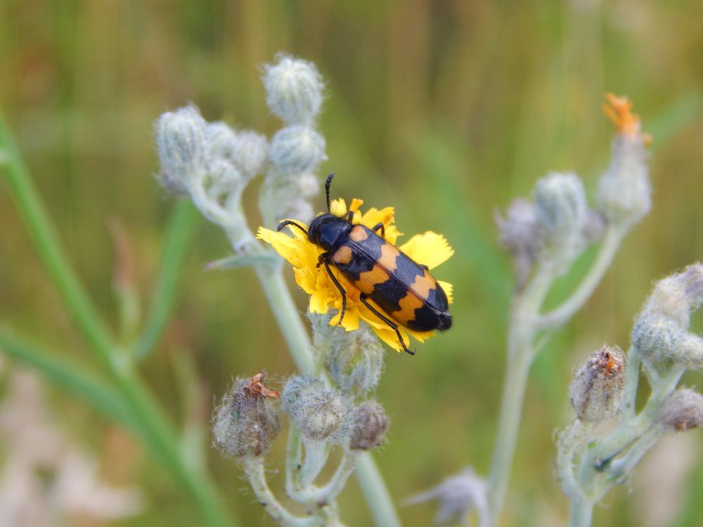 Фотография автора Валерий Цуркан