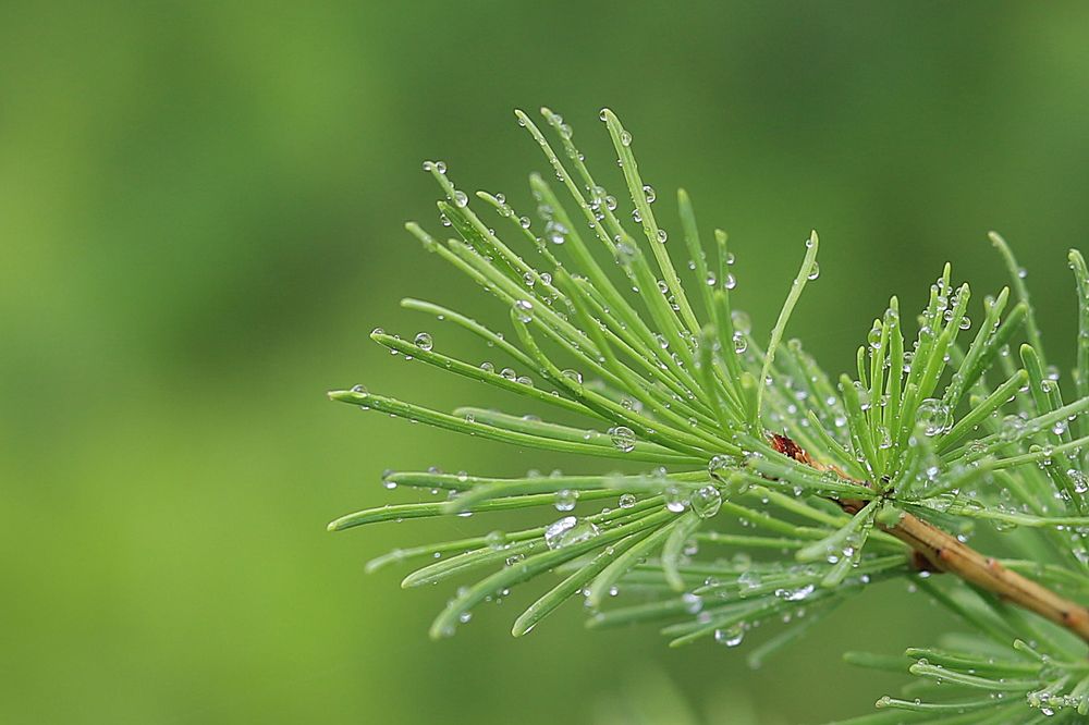 Photograph by Юлия Трап