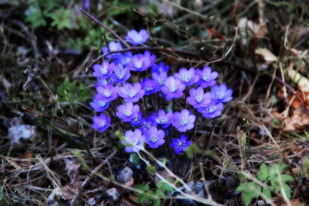 Photograph by Anna Perevozchikova