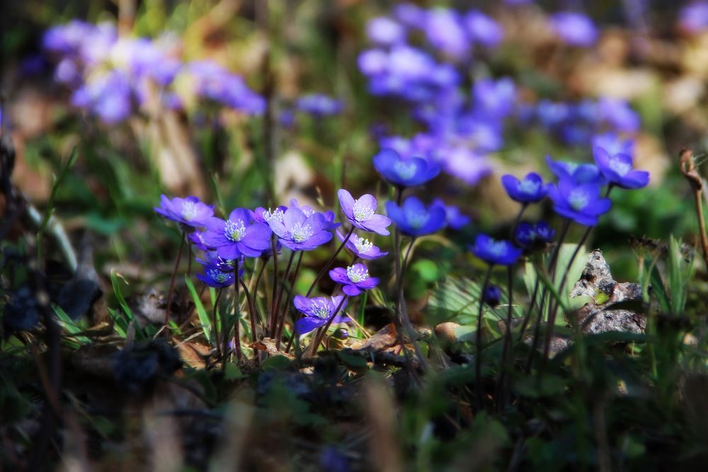 Photograph by Anna Perevozchikova