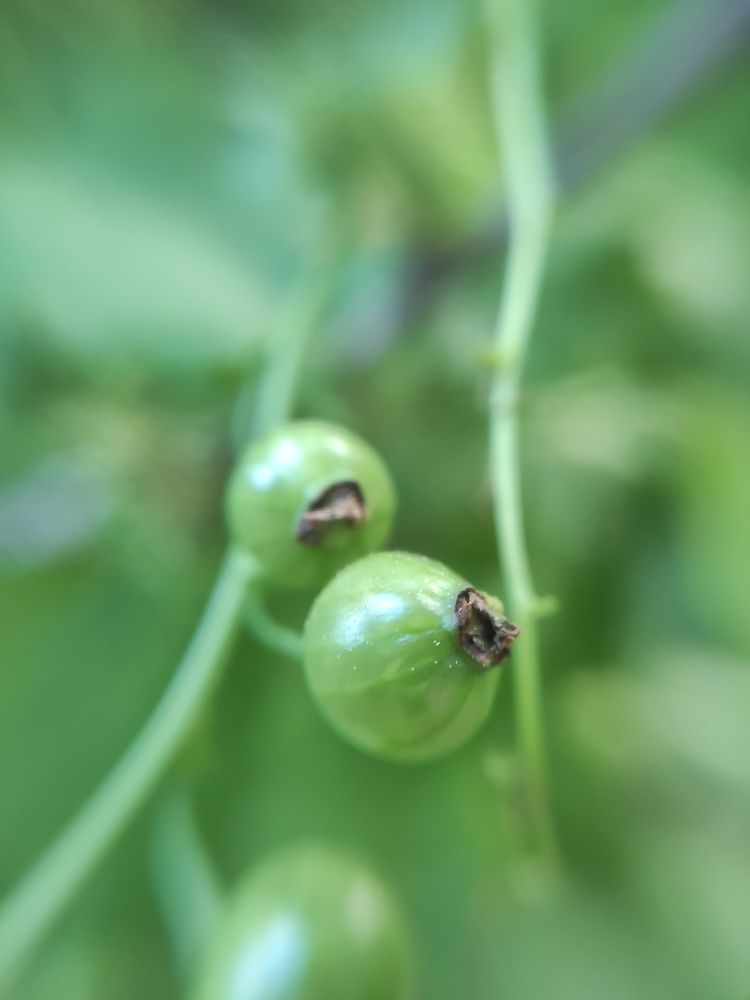Photograph by Сидорова Ирина