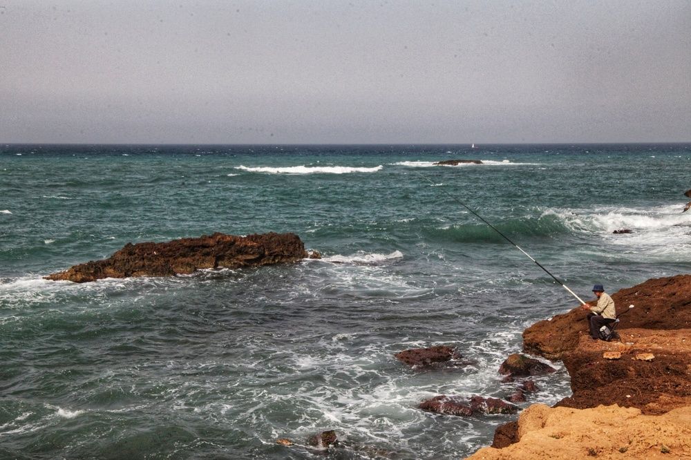 Photograph by Anous abadi