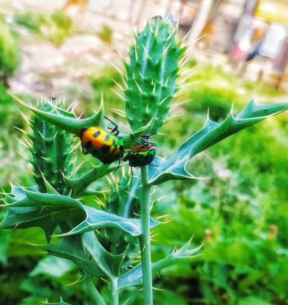 Photograph by Susobhan Biswas