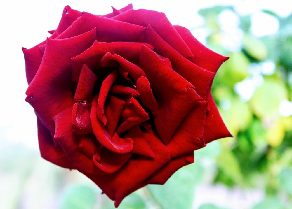 Photograph by AIRYN BELAGANTOL