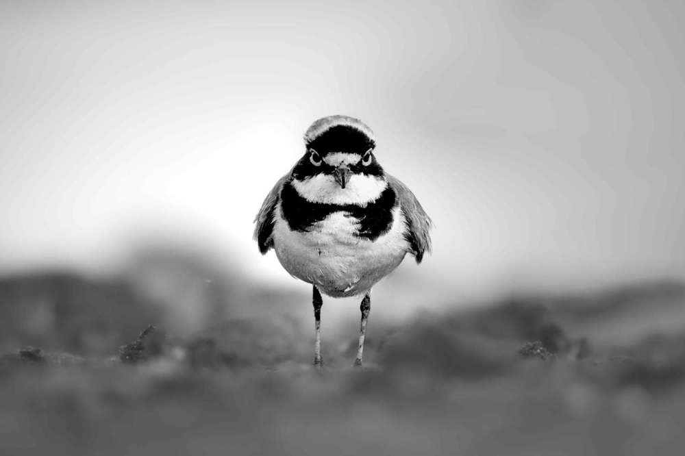 Wet-land birds of Gujarat, India