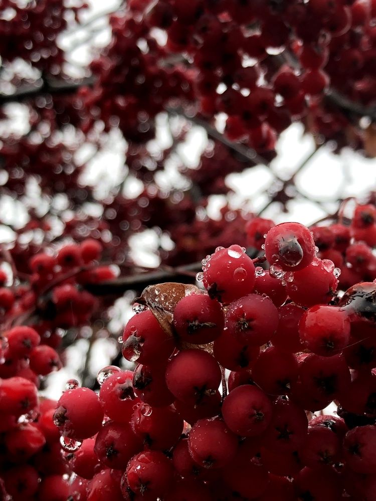 Photograph by Max_niksh