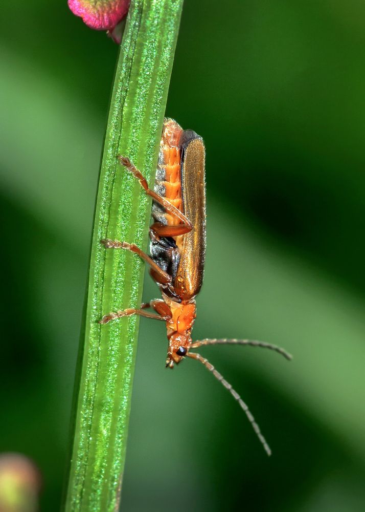 Photograph by Валерий Пегушев