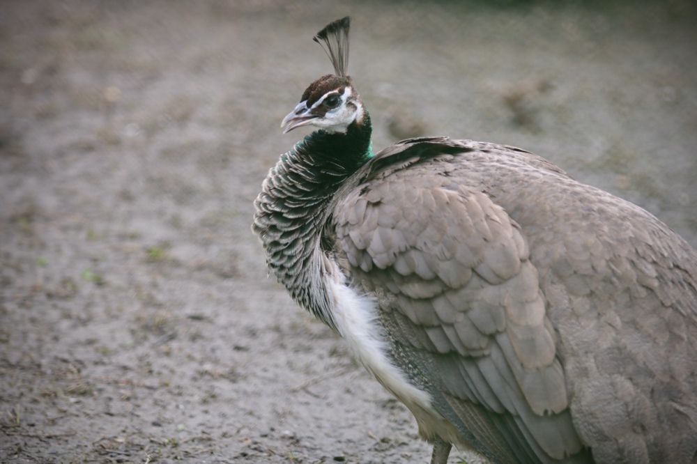 Photograph by Елена Ковалева