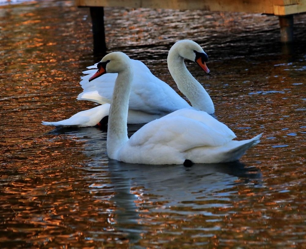 Photograph by Елена Ковалева